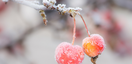 Frost prevention tips for your fruit tree in victoria, tasmania, melbourne, adelaide, south australia