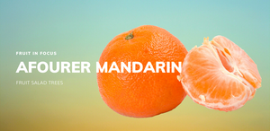 Fruit in Focus | Afourer Mandarin