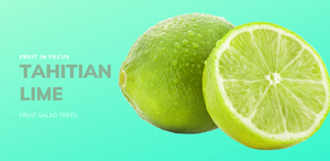 Tahitian Lime grows on our most popular Lemon and Lime Fruit Salad Tree with white blossoms