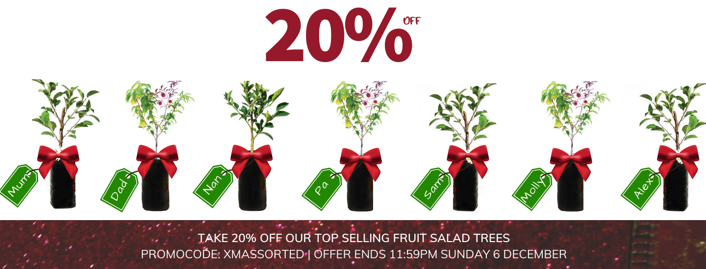 Christmas SALE Top Selling Fruit Salad Trees