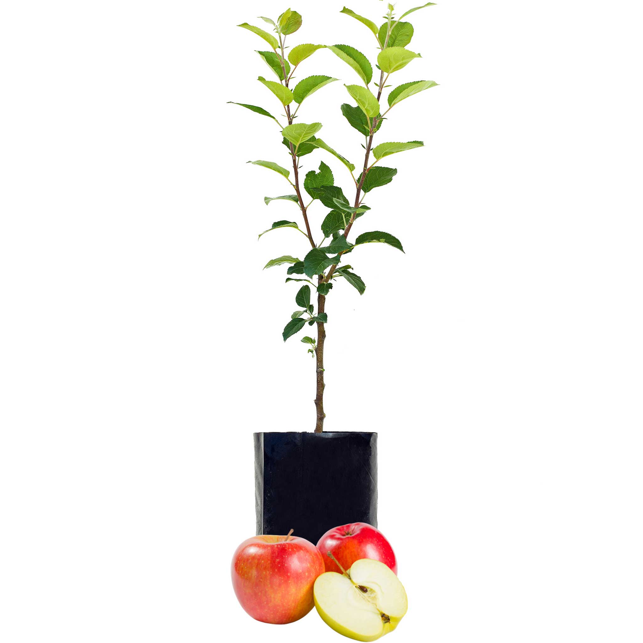 Red Apple - Single varieties which need another Apple to pollinate them!