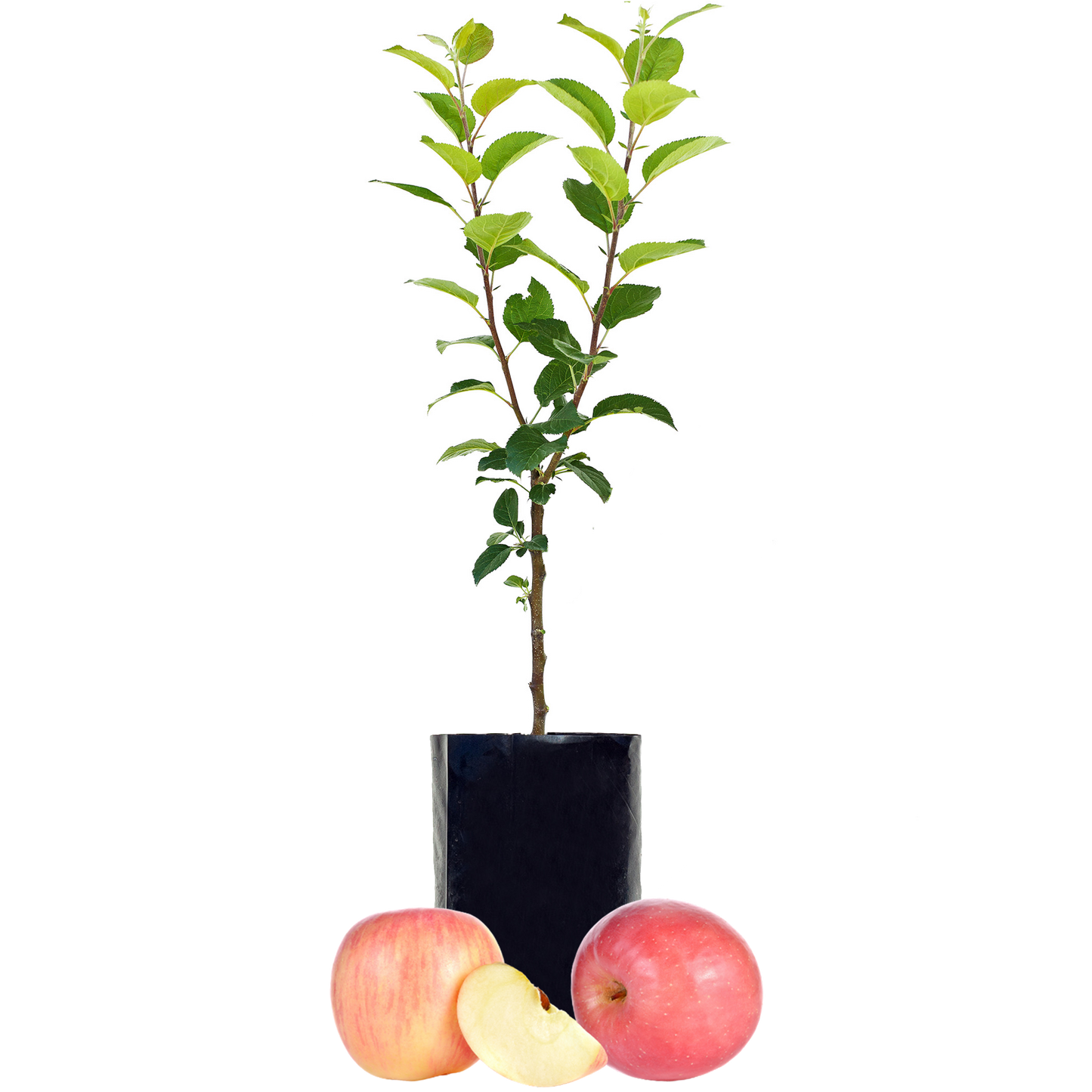 Red Apple - Single varieties which need another Apple to pollinate them!