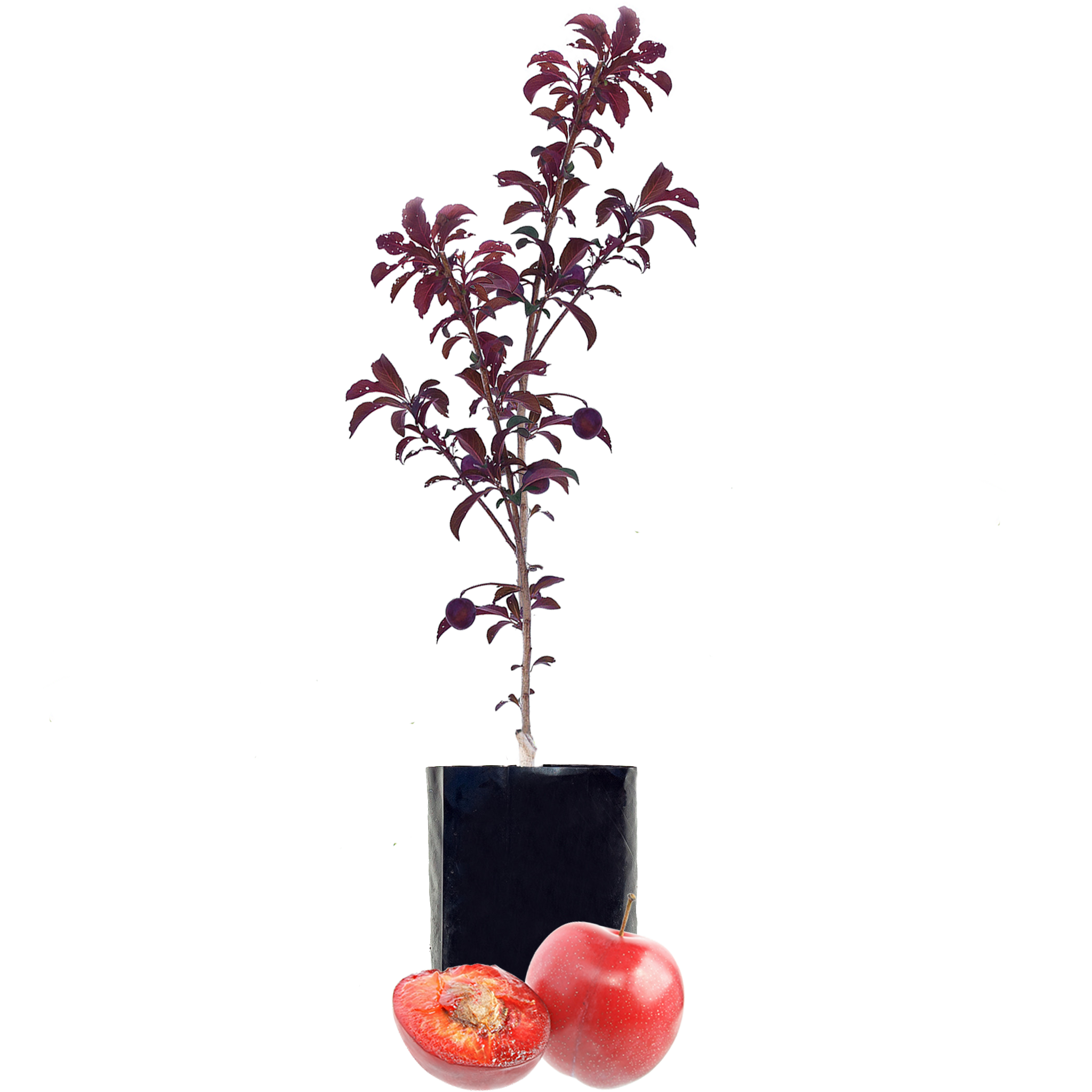 Plum