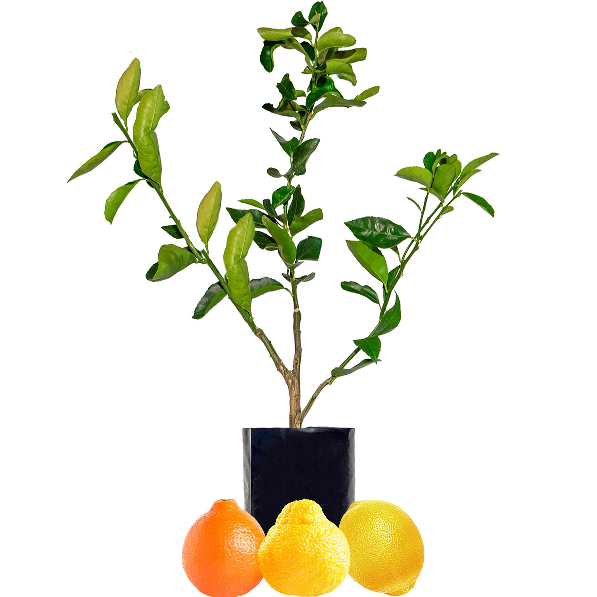 Orange + Tangelo + Lemon