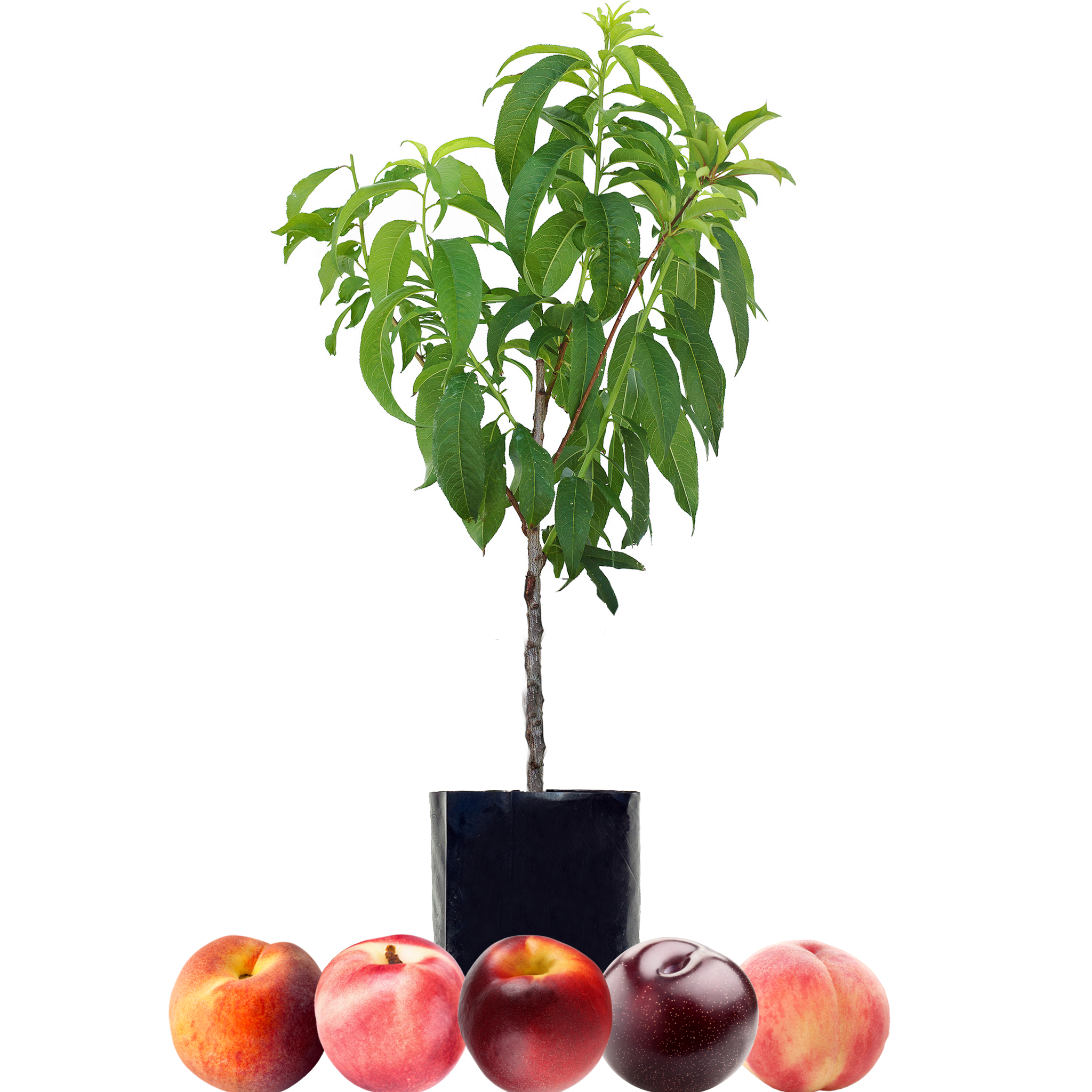 Peach + Nectarine + Plum + Plum + Peachcot