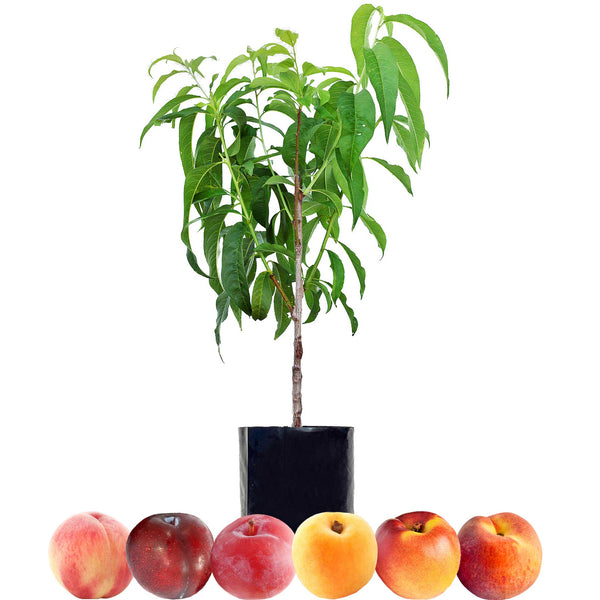 Stone Fruit Salad Trees | Australia wide delivery | Peach, Plum ...