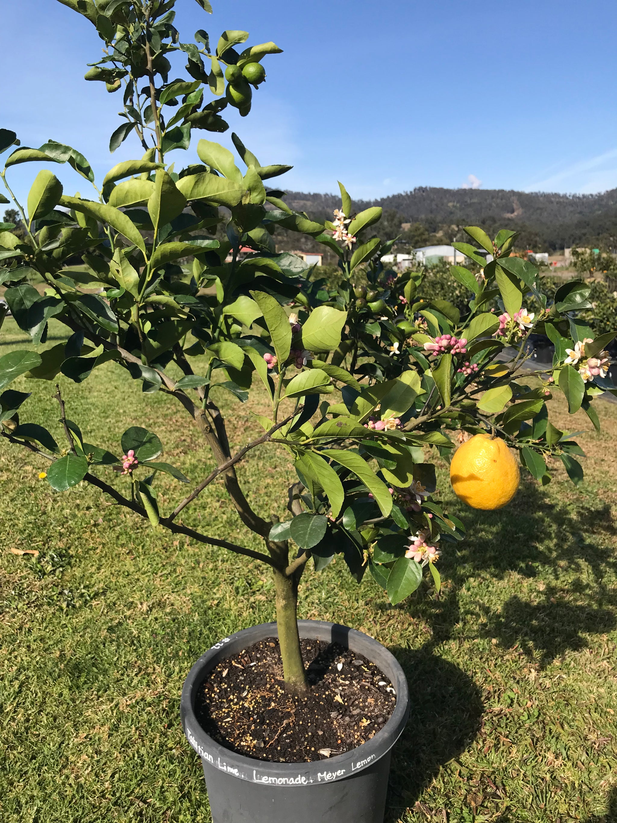 Mature Citrus Tree #41: Lime + Lemonade + Lemon