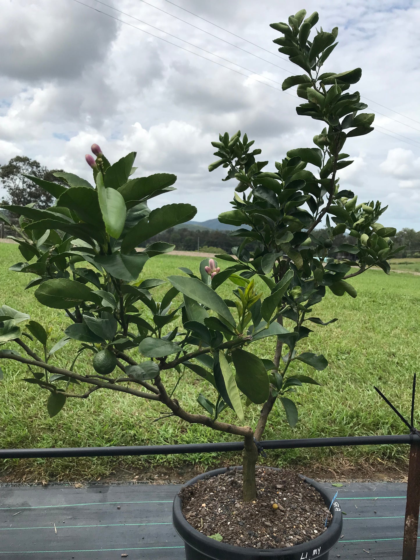 Mature Citrus Tree #25: Lime + Lemon