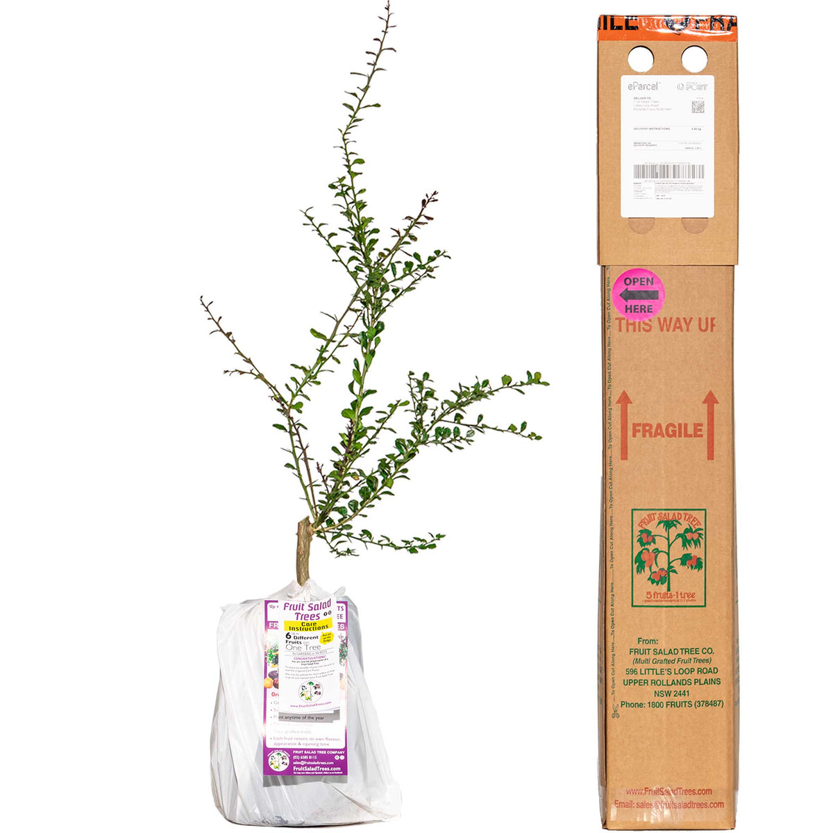 NEW - Finger Lime + Finger Lime