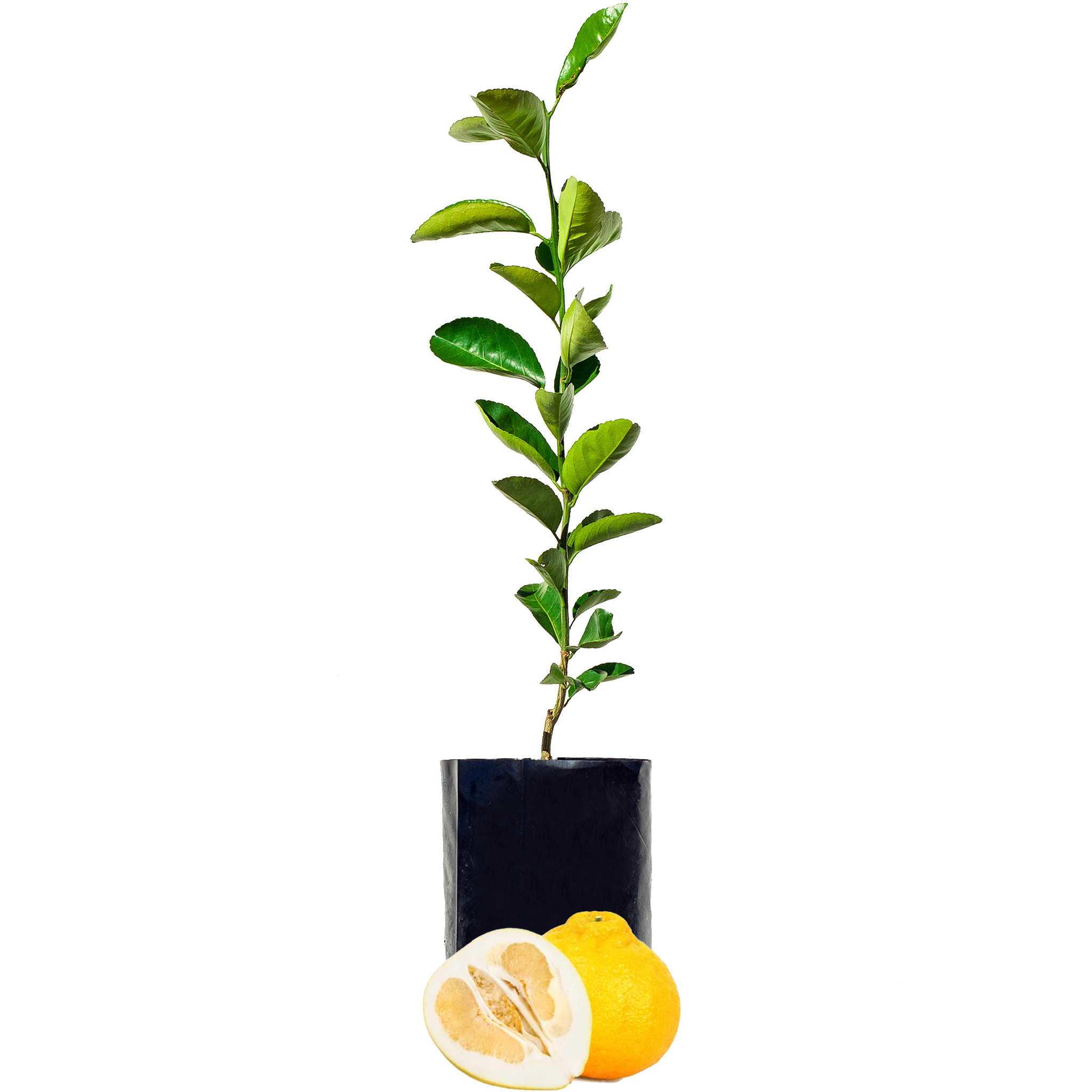 Pomelo