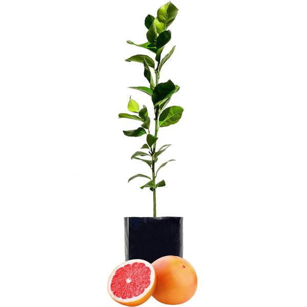 1 Graft Citrus Tagged "citrus" Fruit Salad Trees