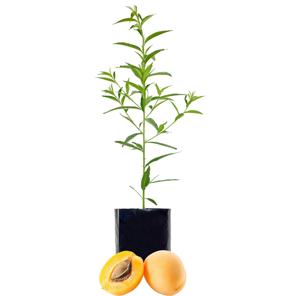 Stone Fruit Salad Trees Australia wide delivery Peach, Plum