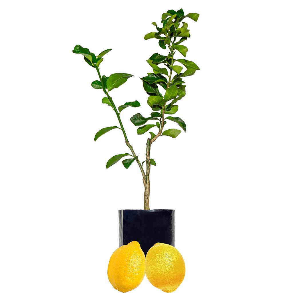 Lemon + Lemon