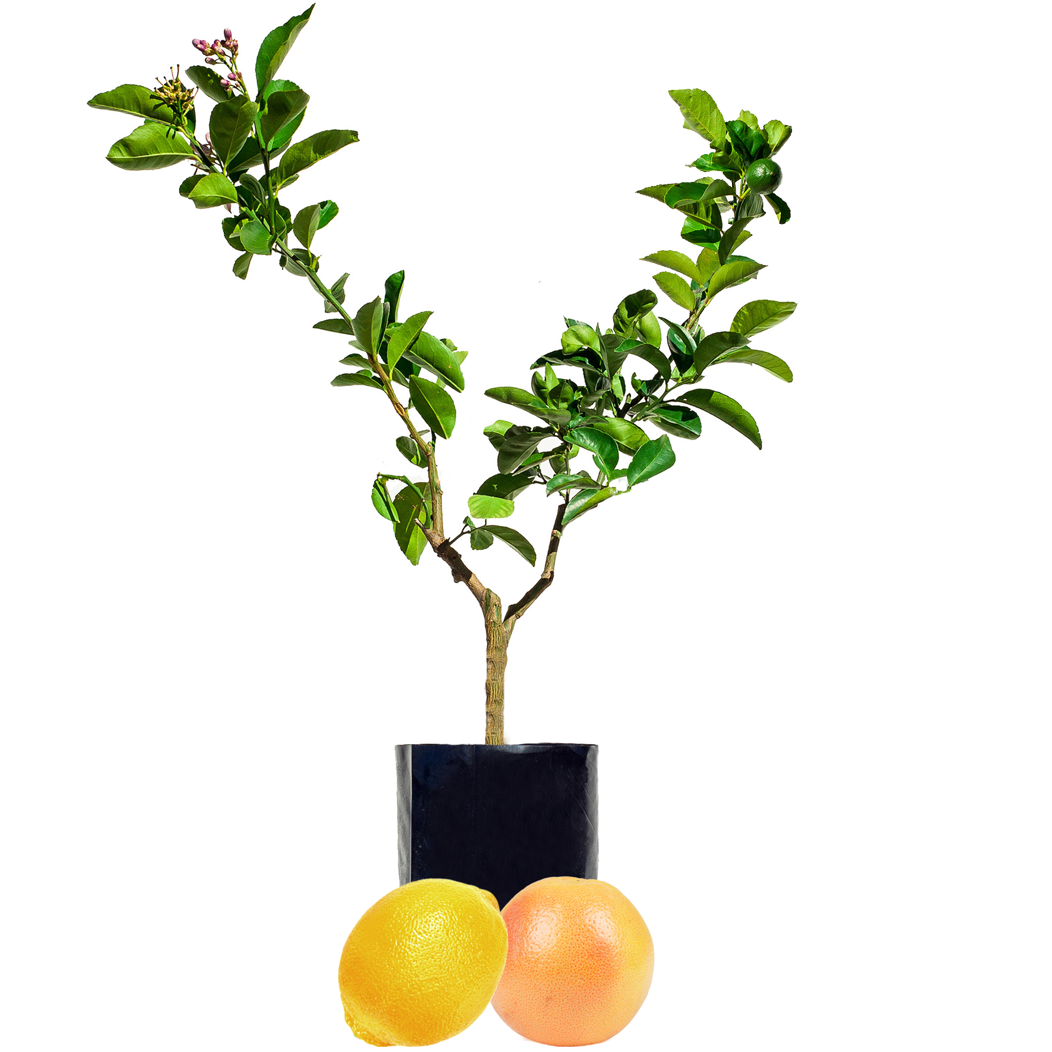 Lemon + Grapefruit