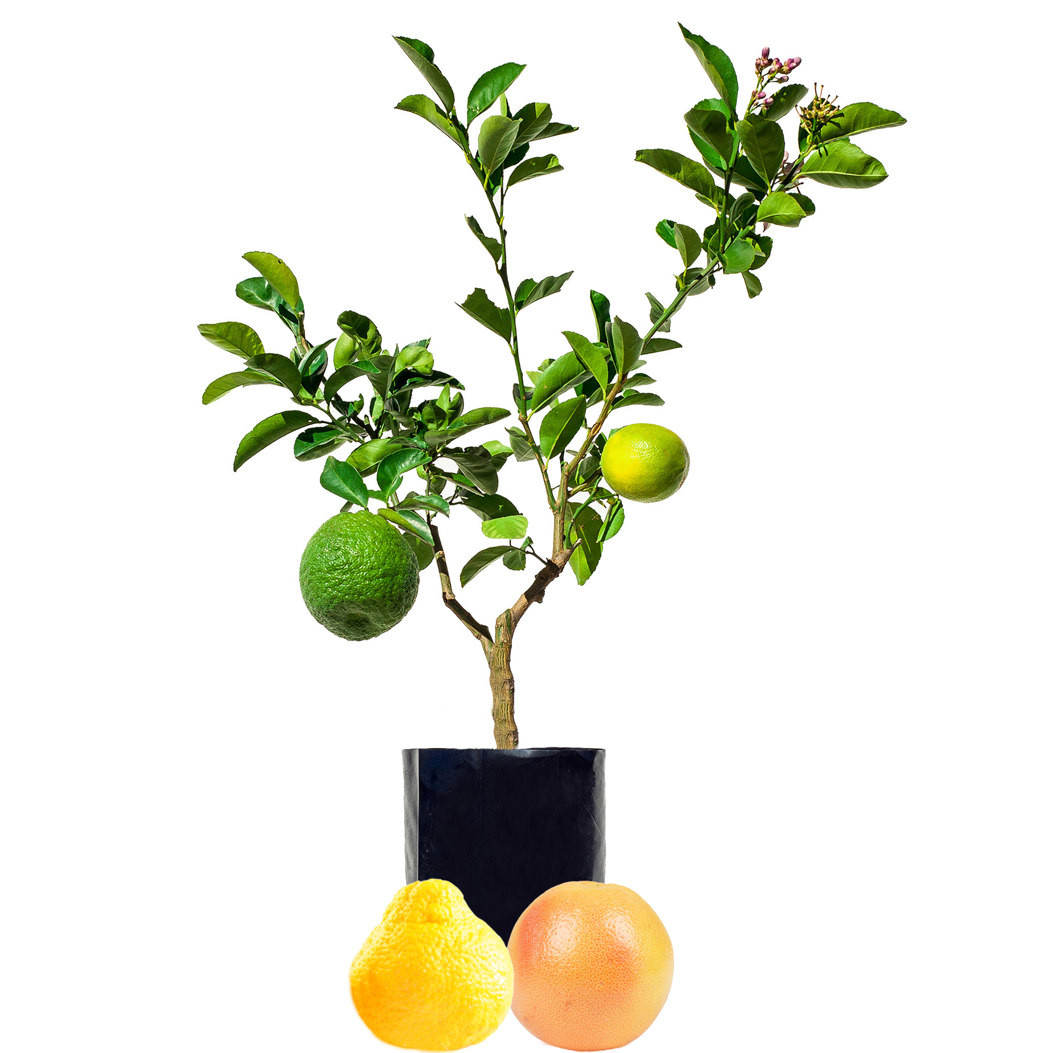 Pomelo + Grapefruit