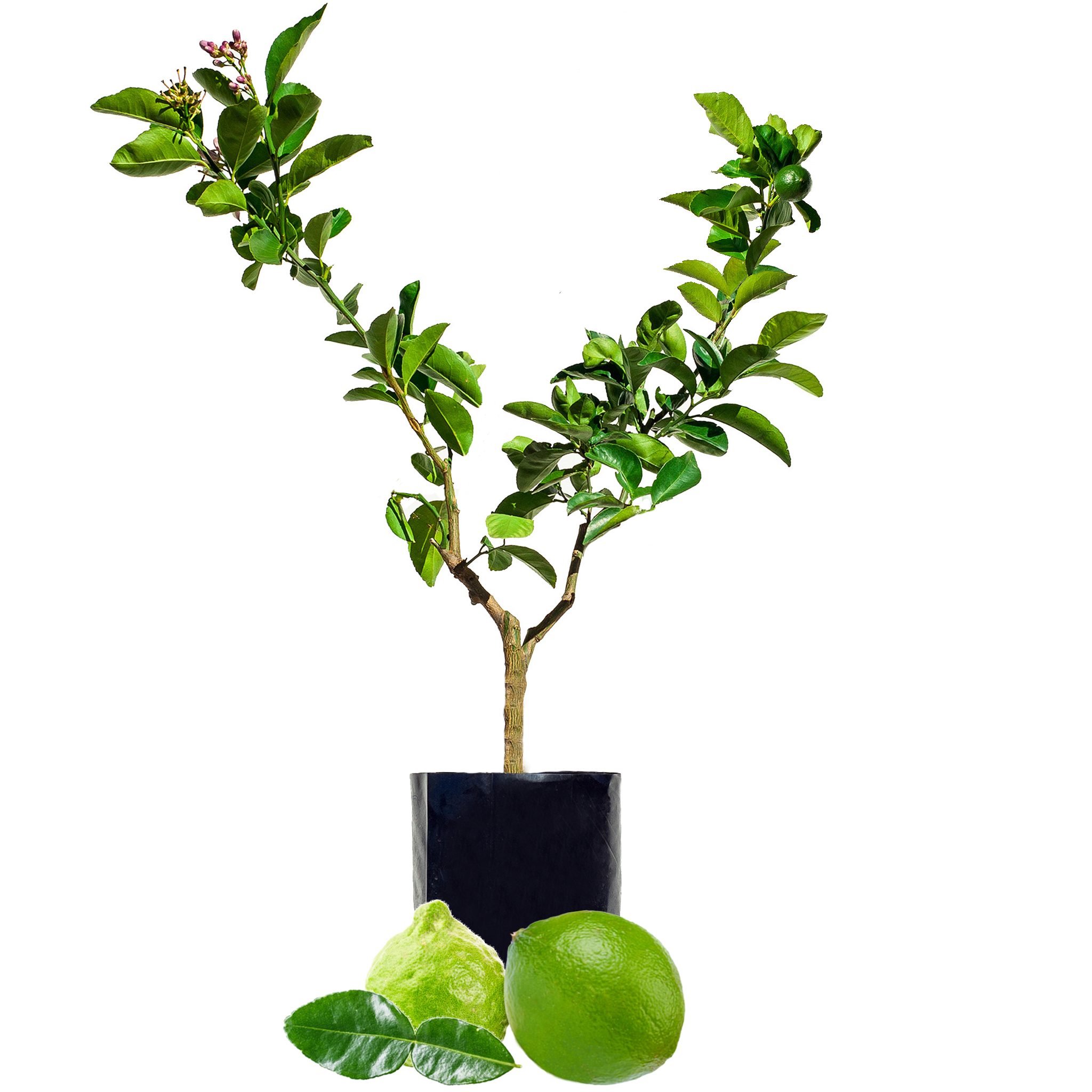 Lime + Lime - including some with Finger Limes!