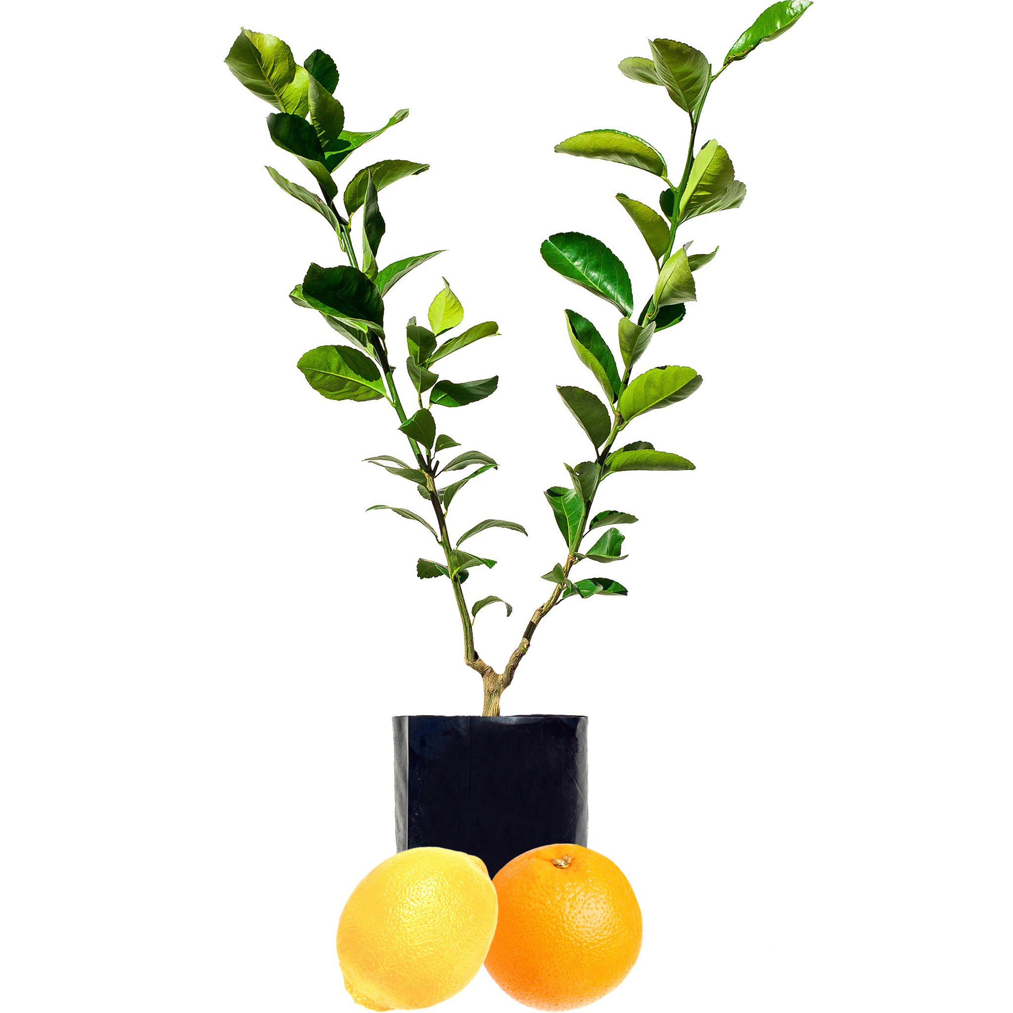 Lemon + Orange