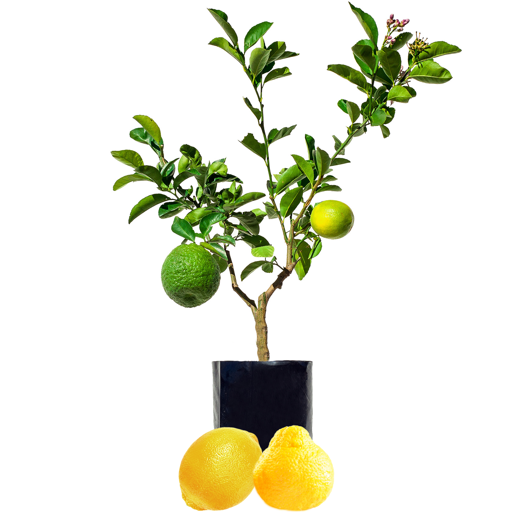 Lemon + Pomelo