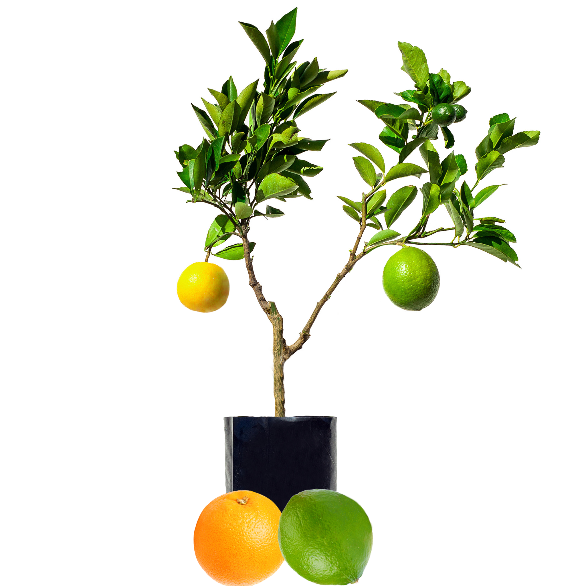 Lime + Orange
