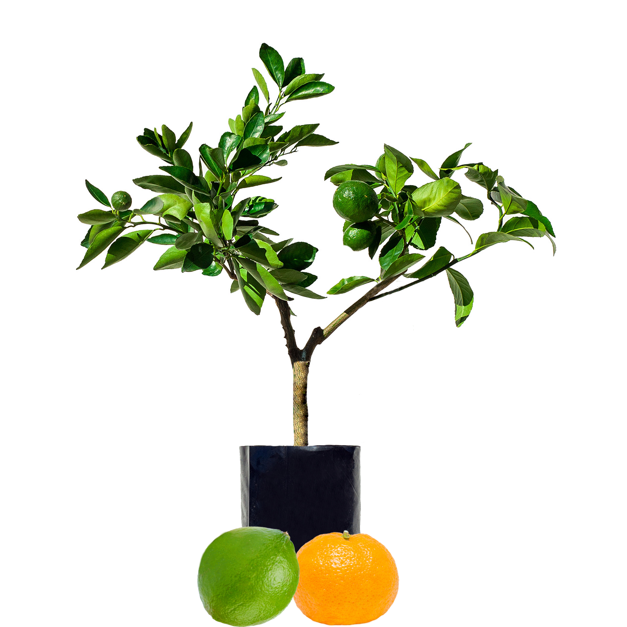 Lime + Mandarin