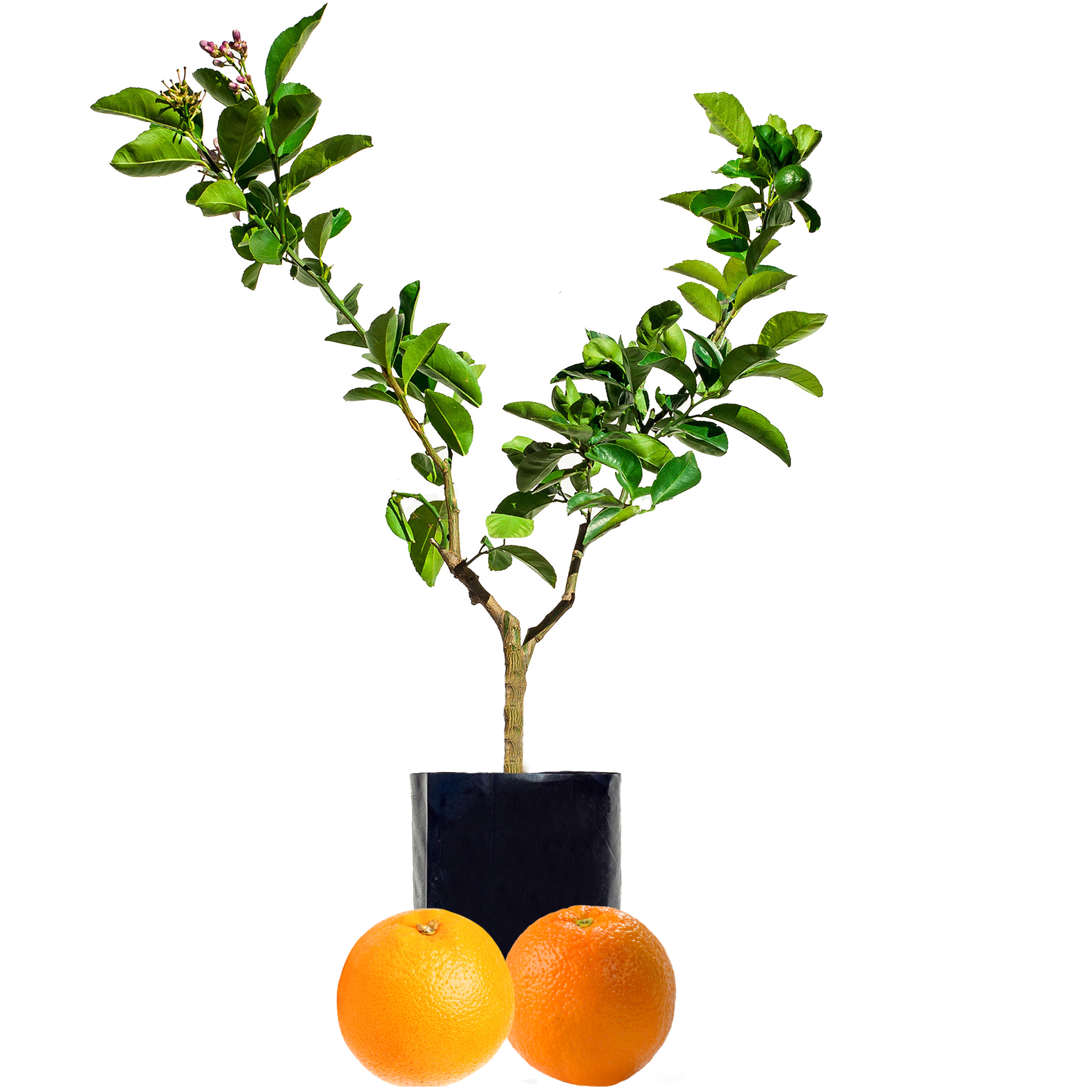 Orange + Orange
