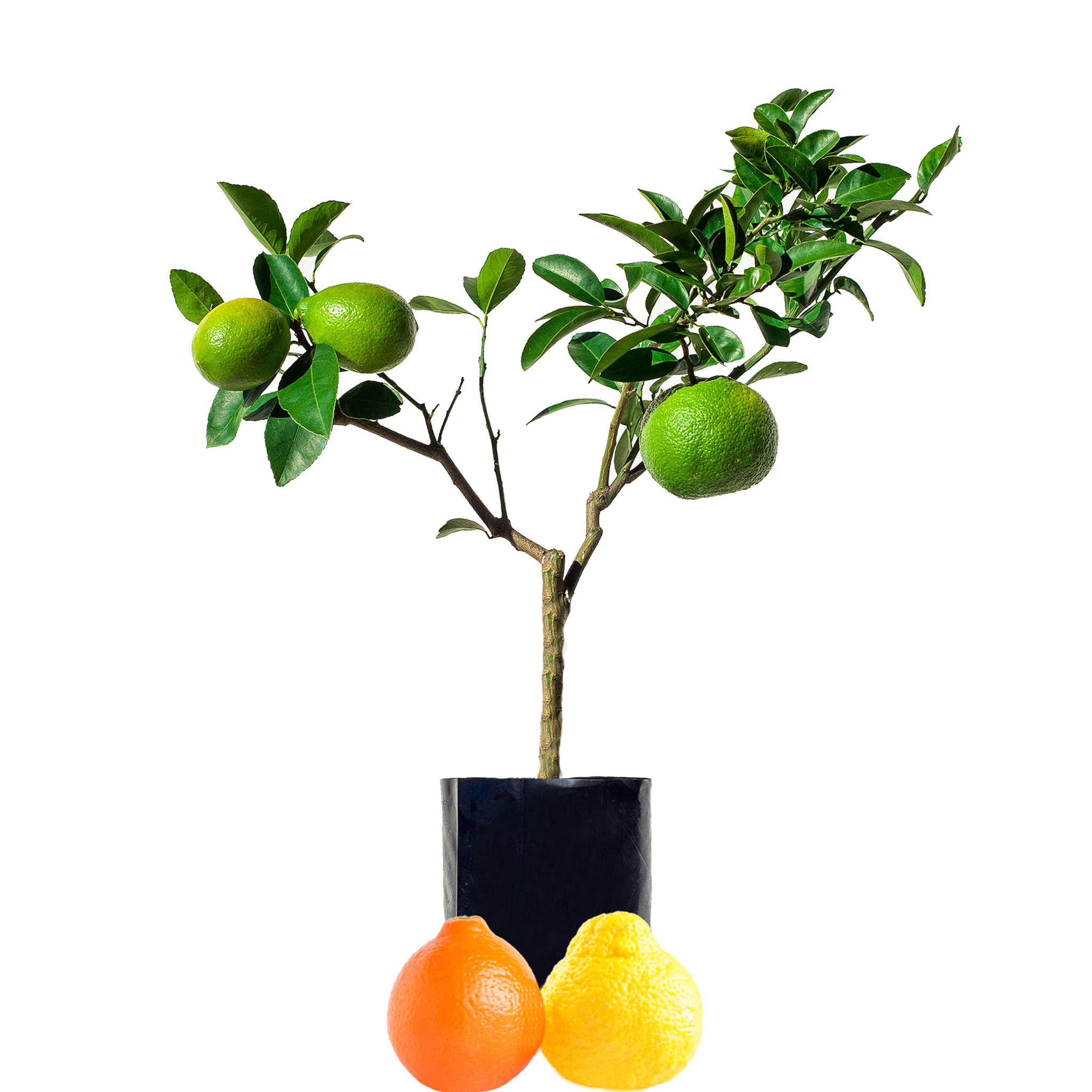 Pomelo + Tangelo