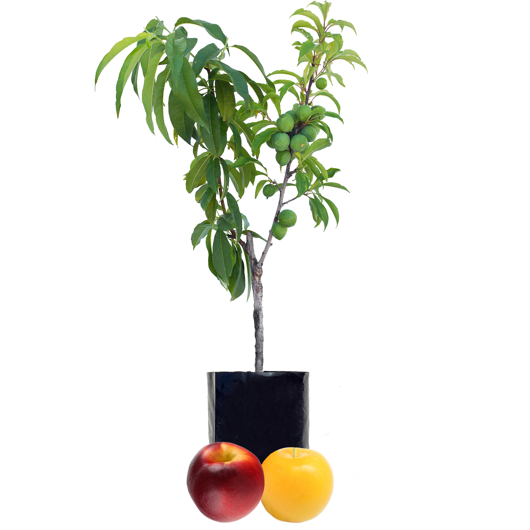 Nectarine + Plum