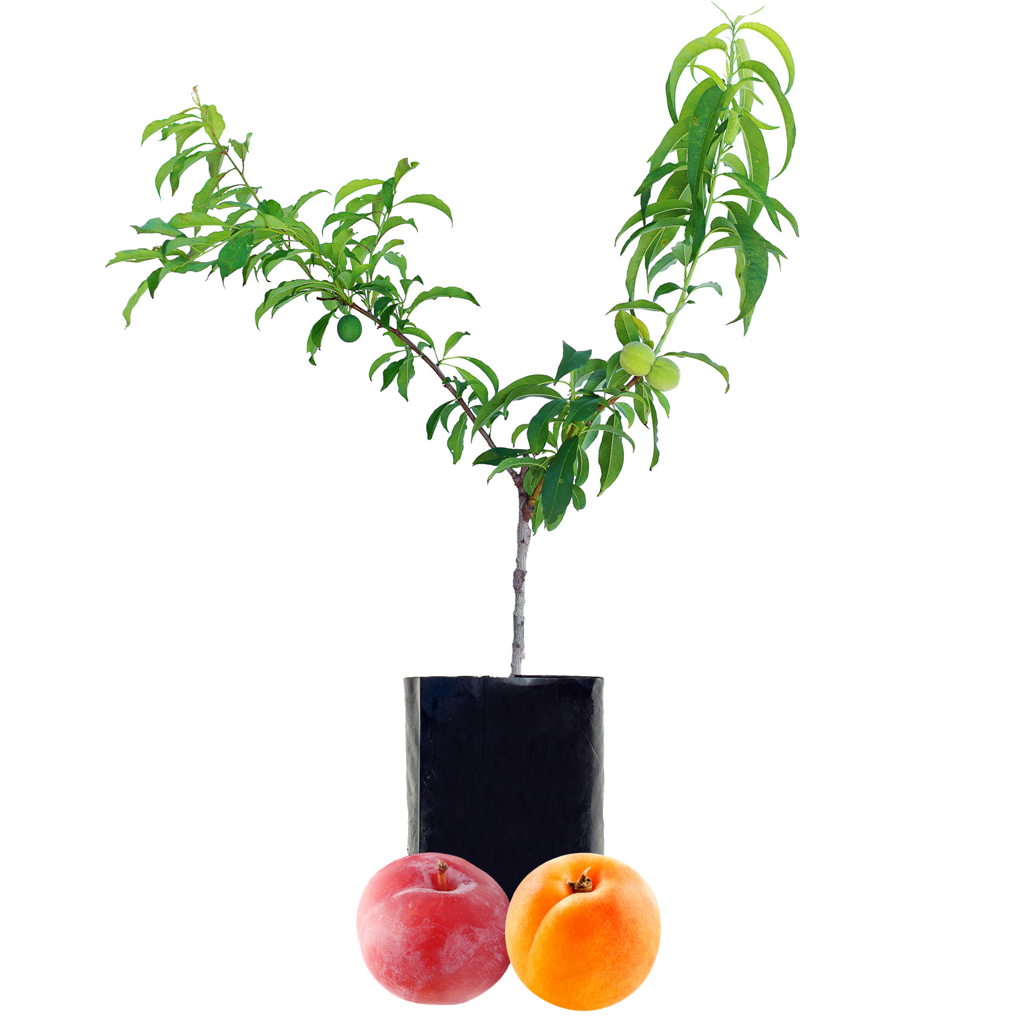 Plum + Peachcot