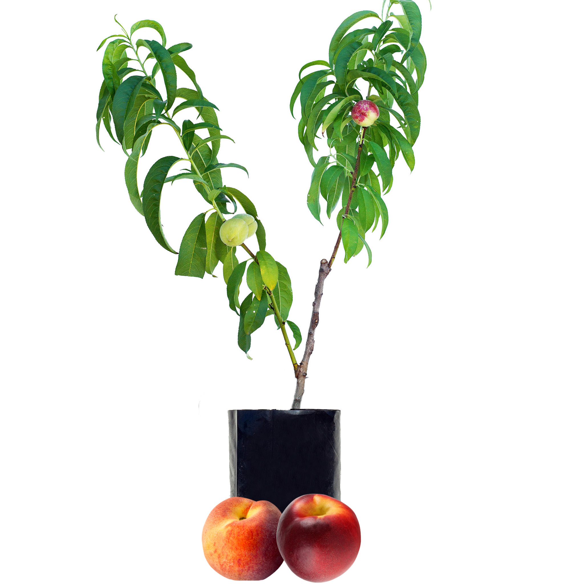 Peach + Nectarine