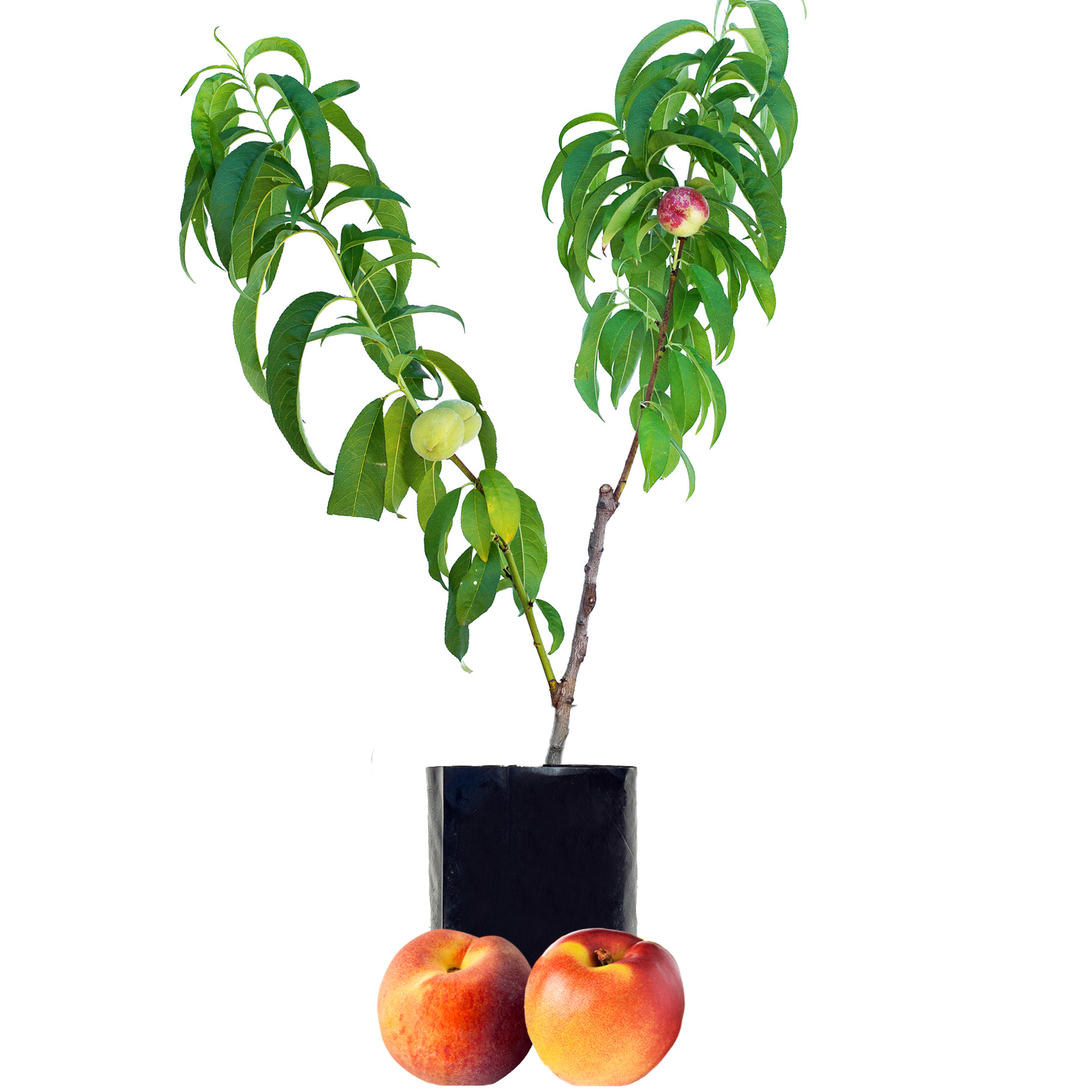 Peach + Nectarine