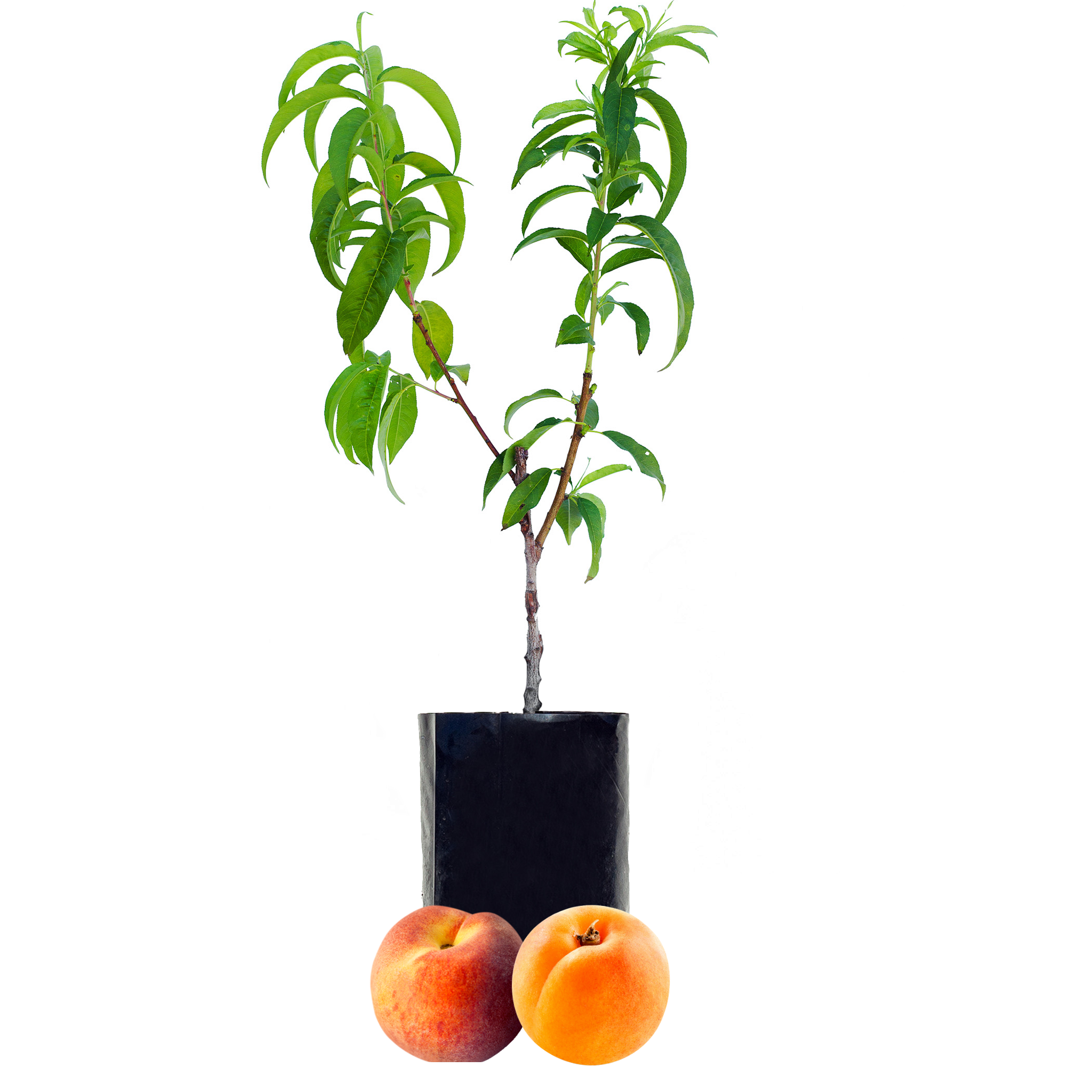 Peach + Peachcot
