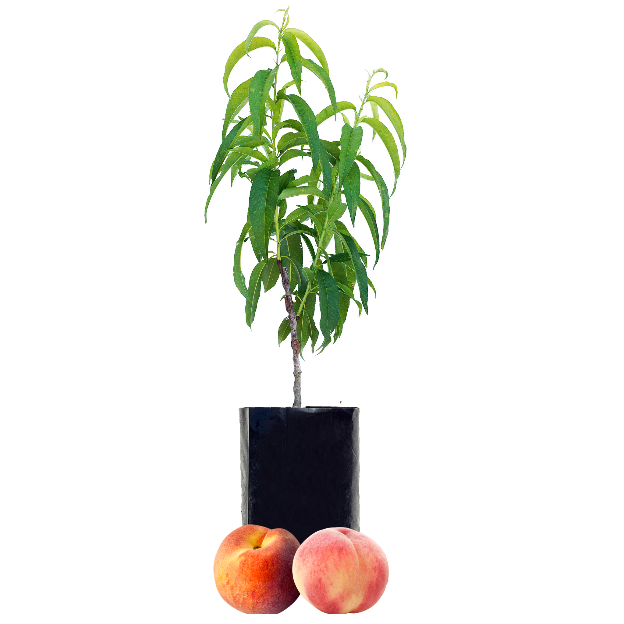 Peach + Peach