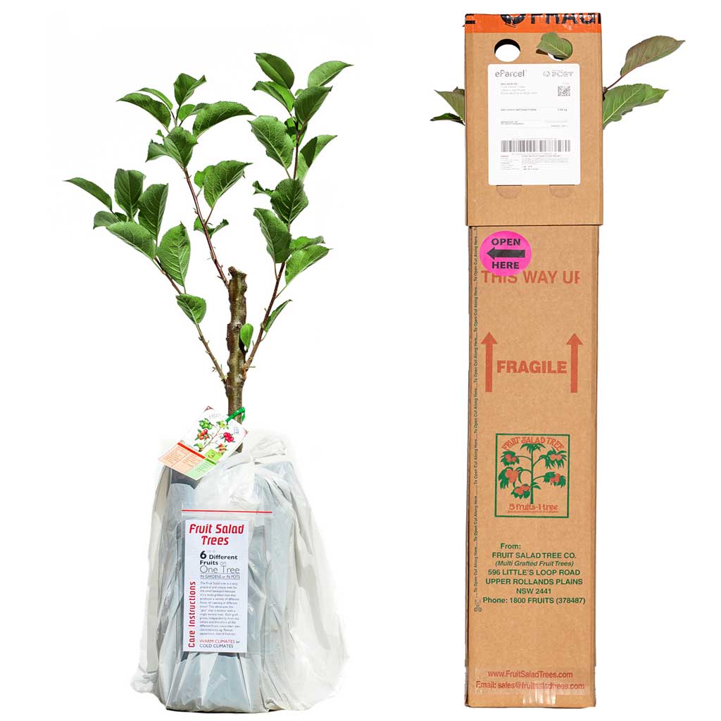 Red Apple + Green Apple + Yellow Apple