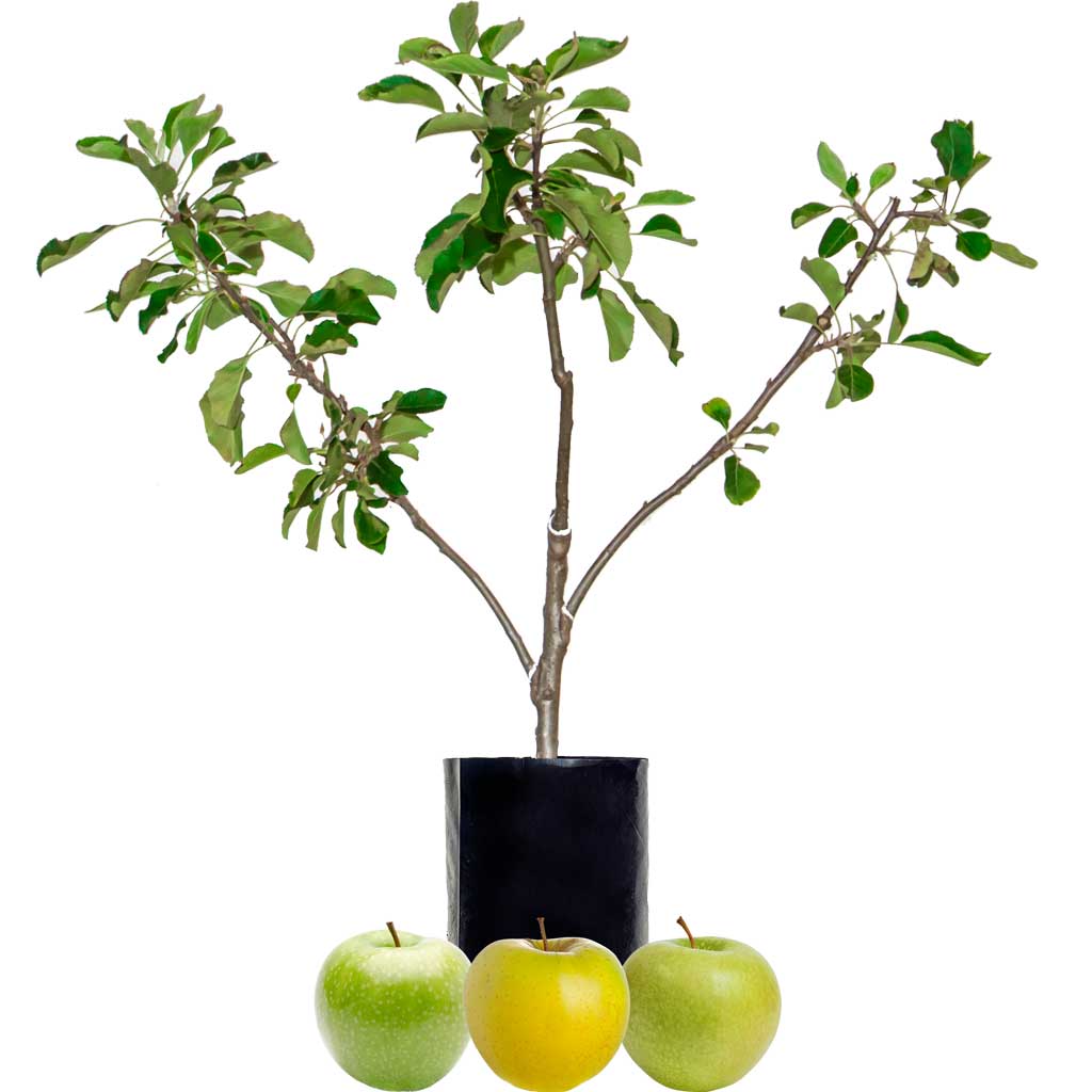 Green Apple + Green Apple + Yellow Apple