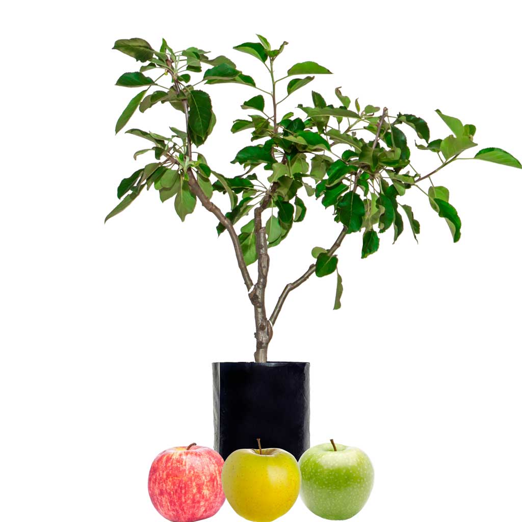 Red Apple + Green Apple + Yellow Apple