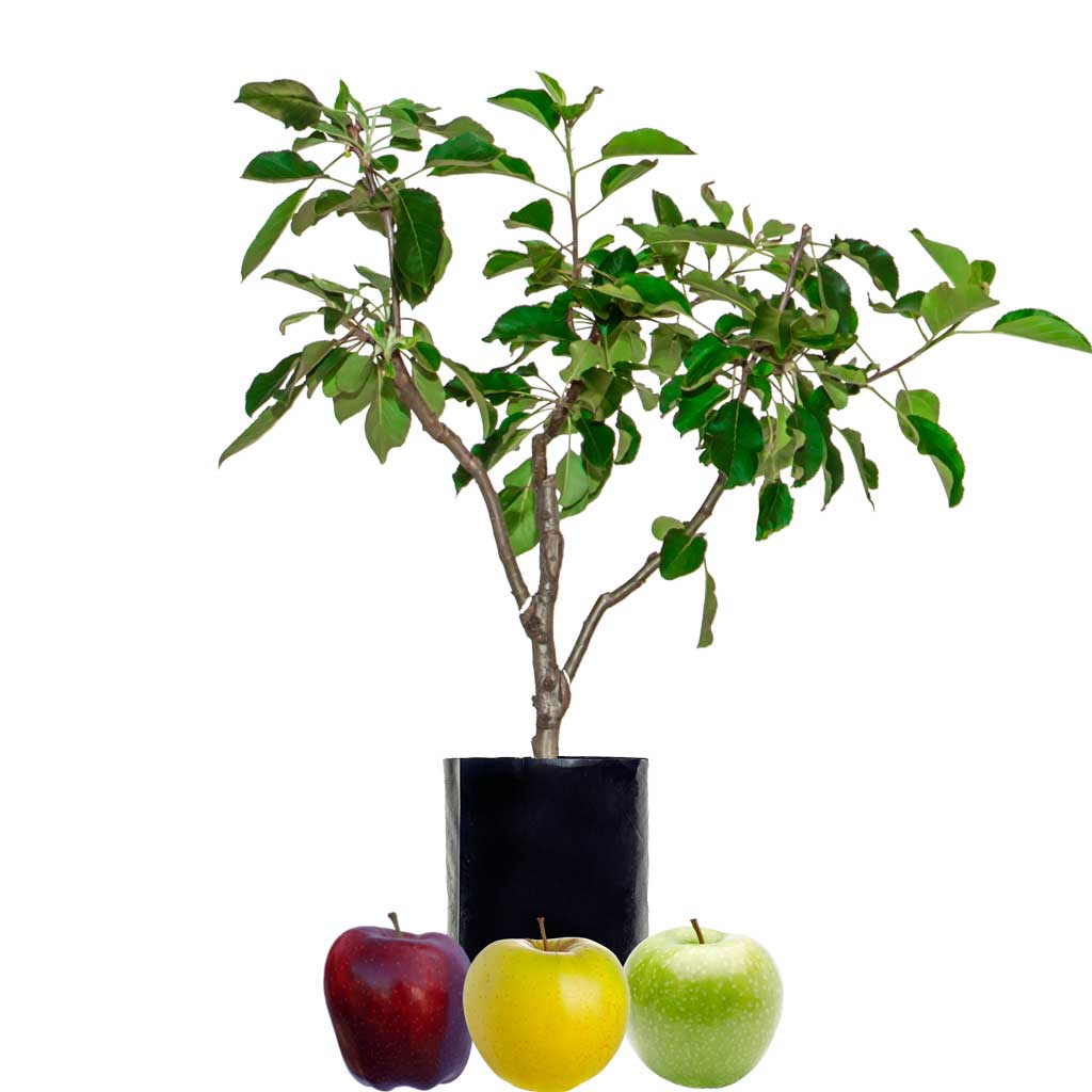 Red Apple + Green Apple + Yellow Apple