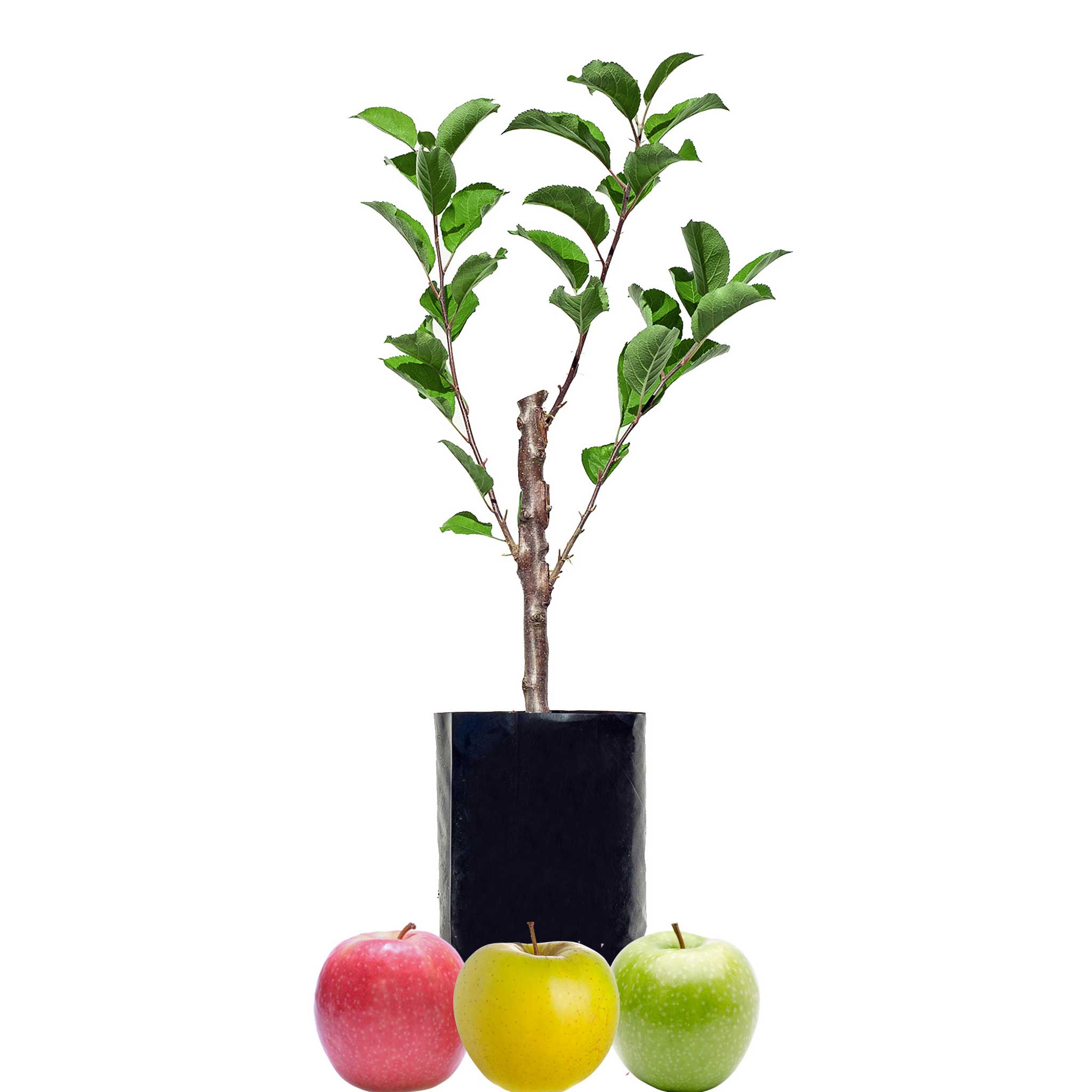 Red Apple + Green Apple + Yellow Apple