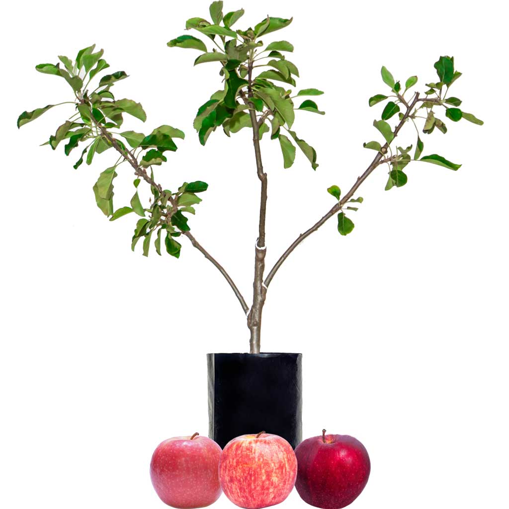 Red Apple + Red Apple + Red Apple