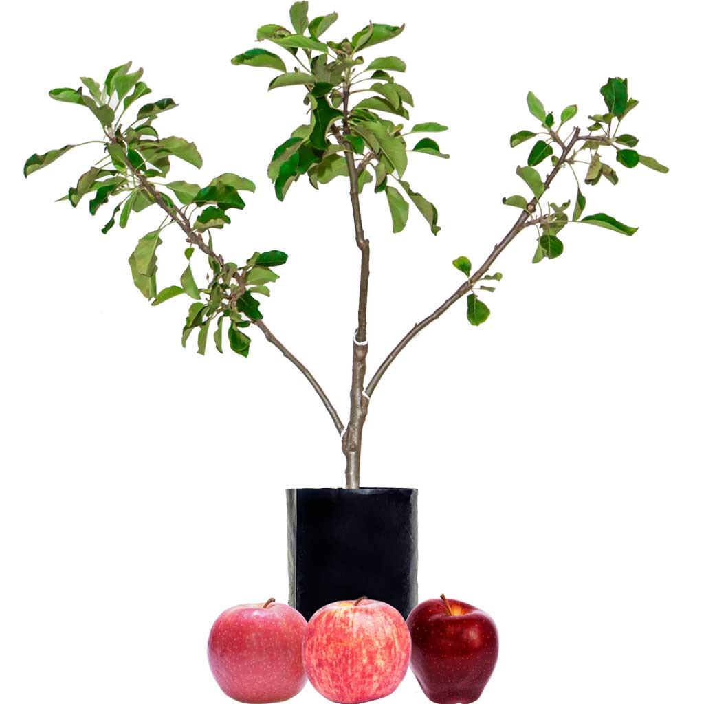 Red Apple + Red Apple + Red Apple