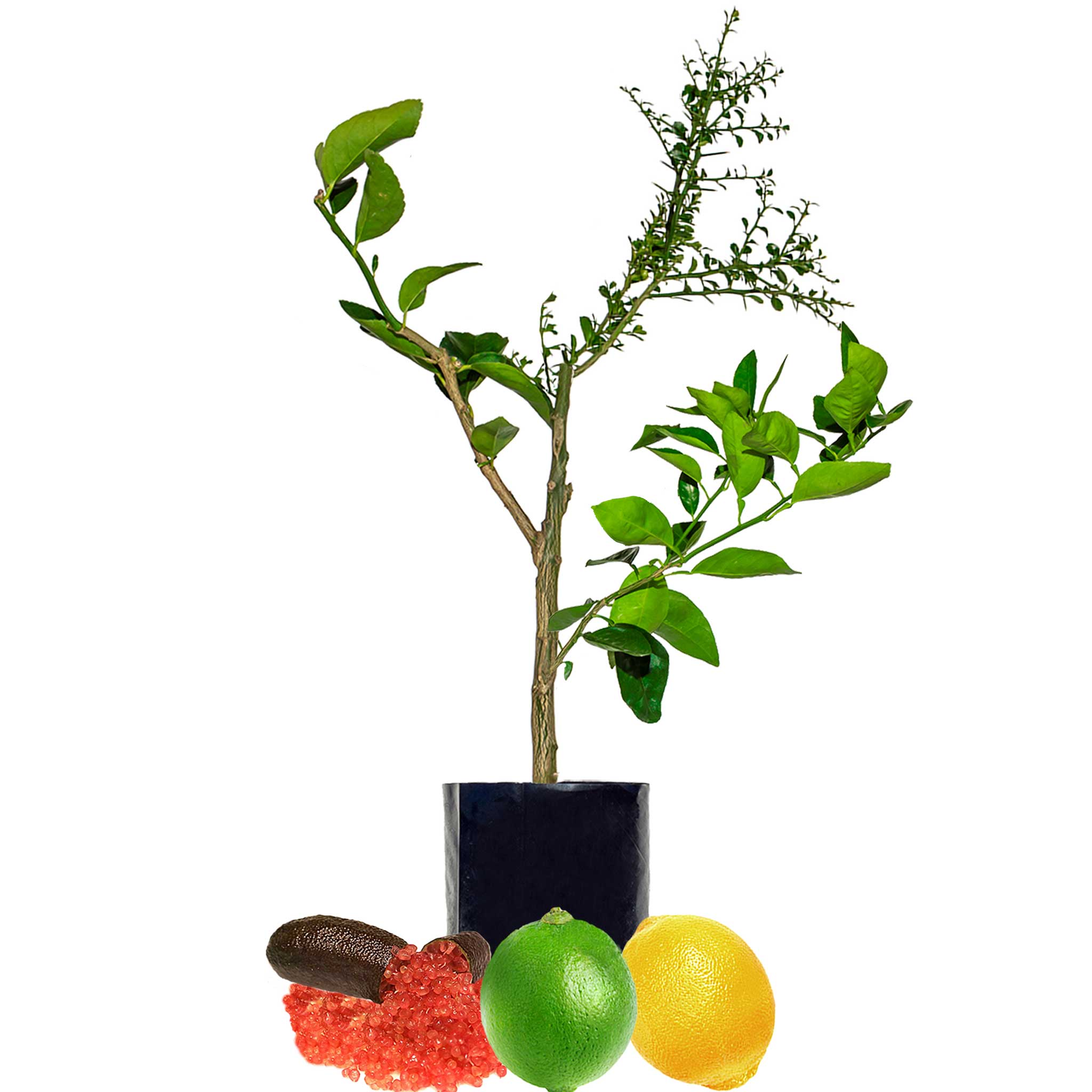Lime + Lime + Lemon - including some with Finger Limes!
