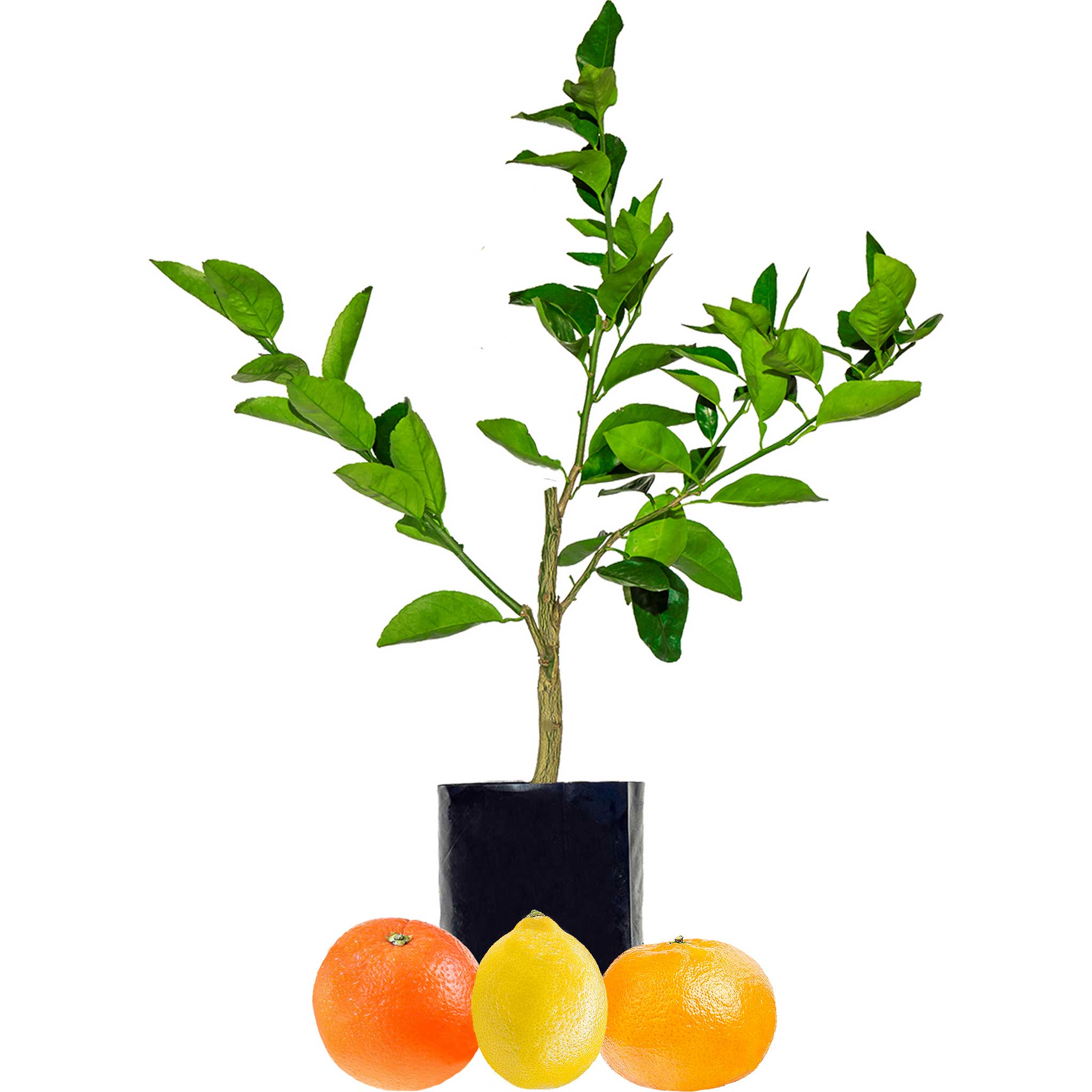 Orange + Lemonade + Mandarin