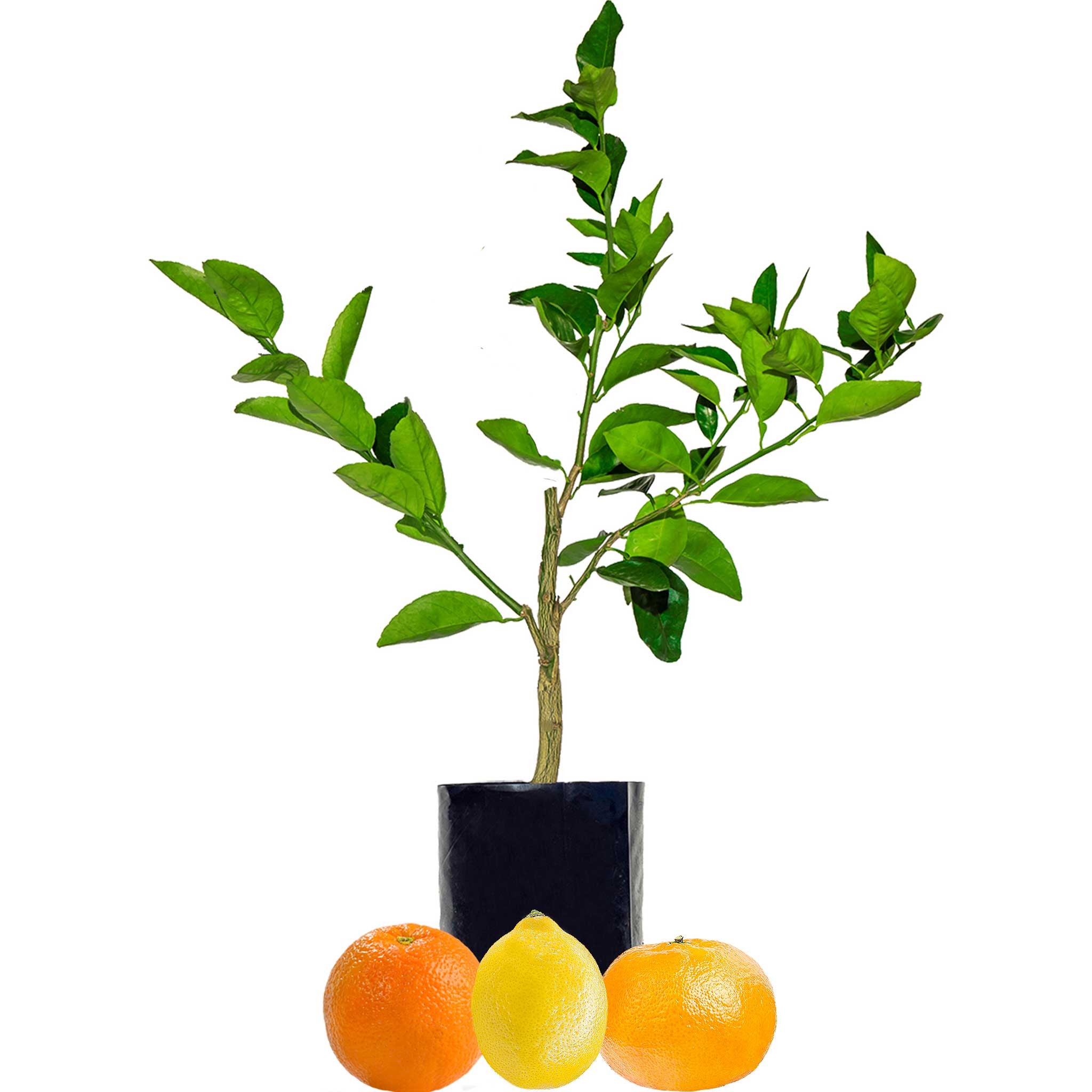 Orange + Lemonade + Mandarin