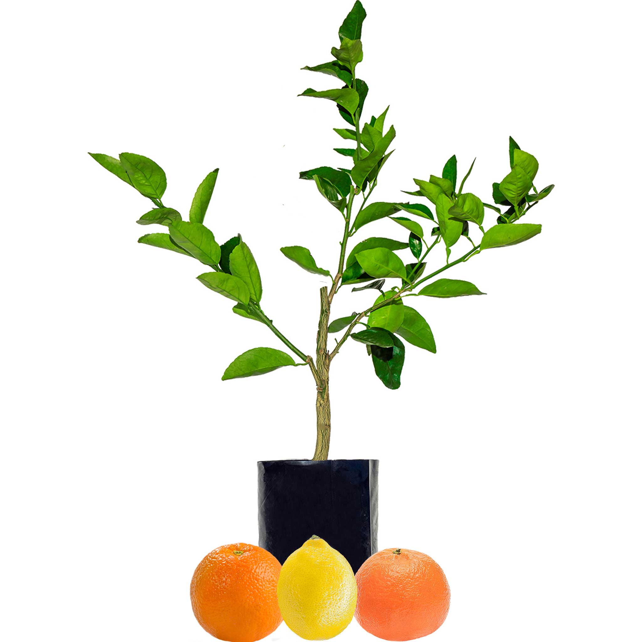 Orange + Lemonade + Mandarin