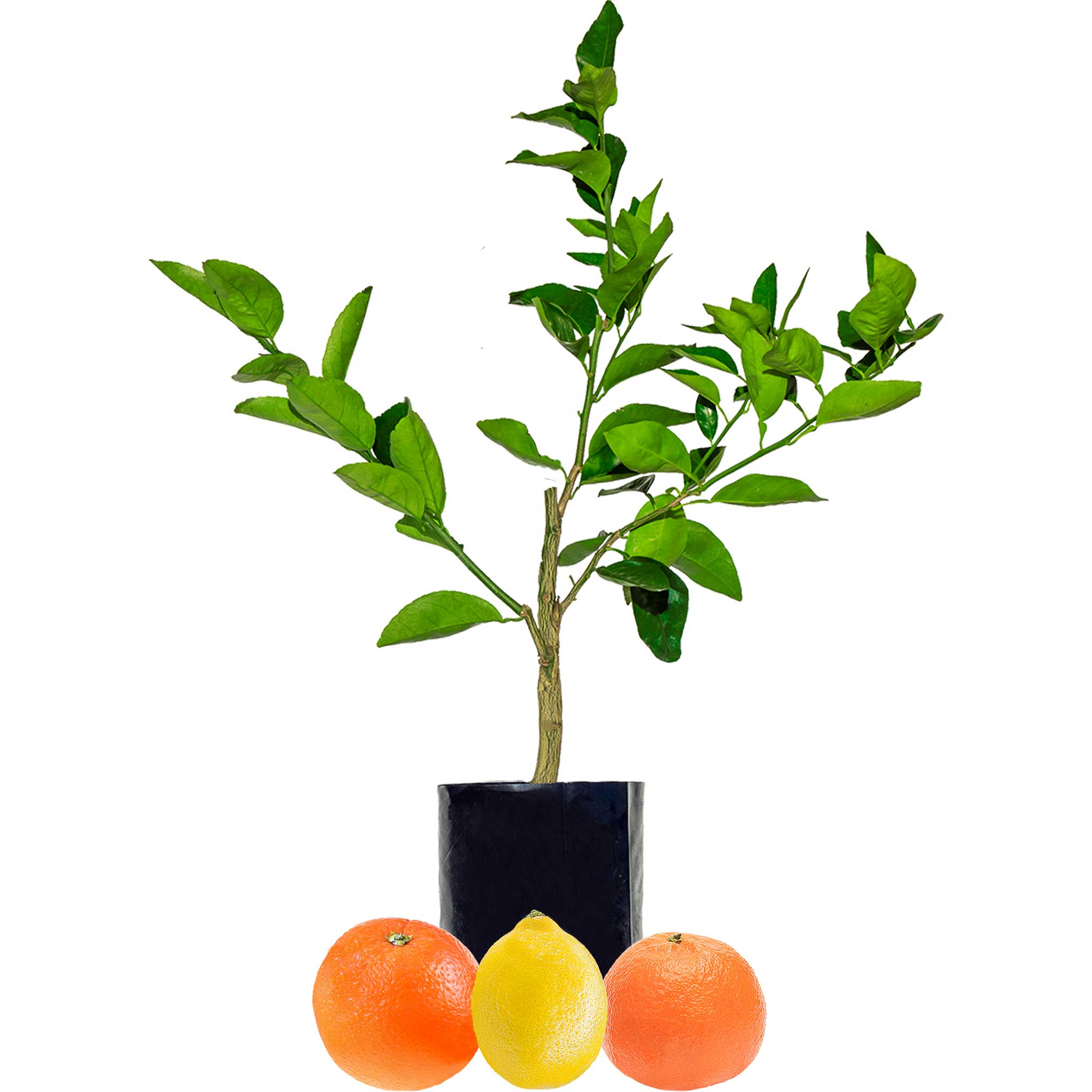 Orange + Lemonade + Mandarin