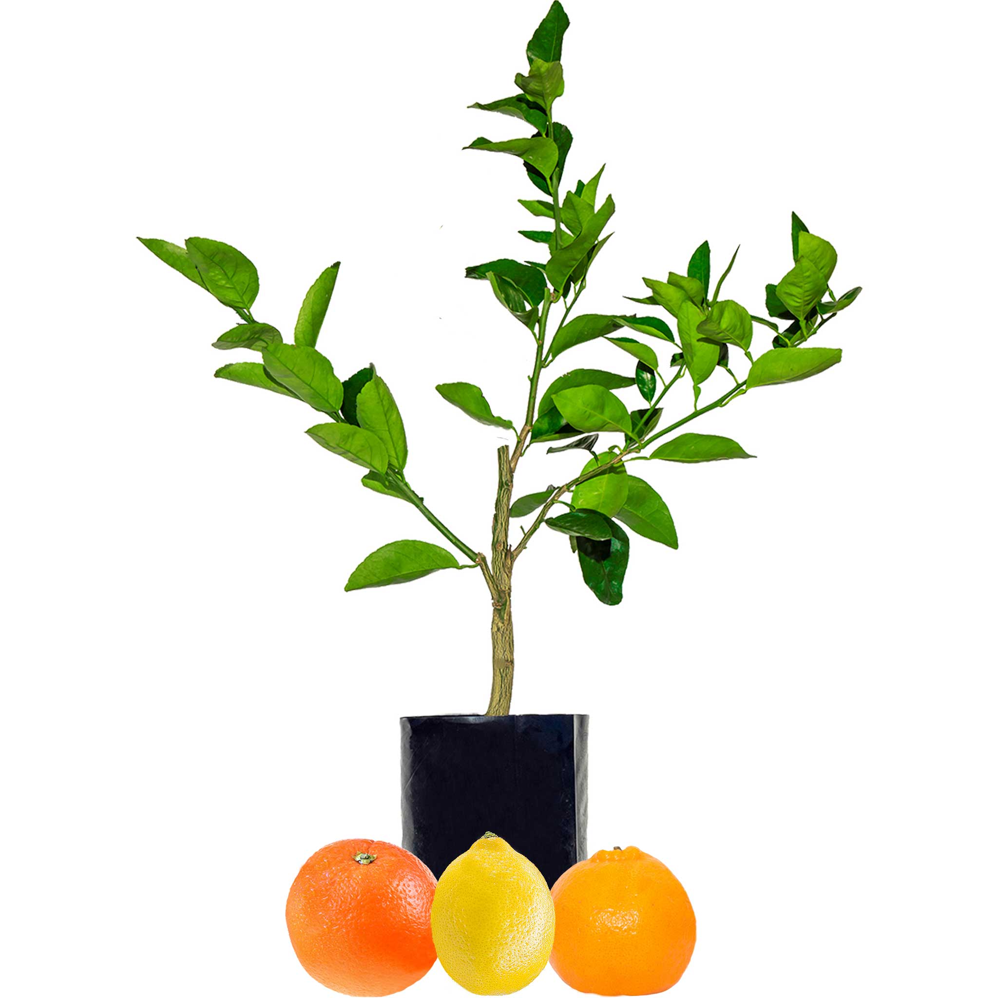 Orange + Lemonade + Mandarin