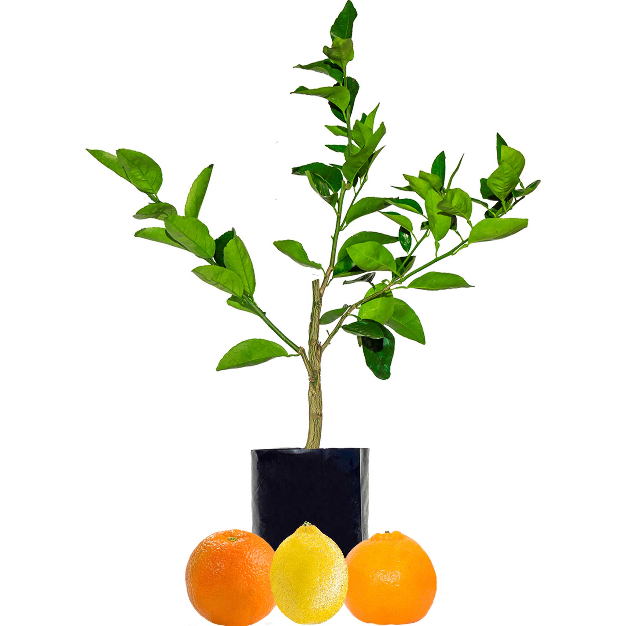 Orange + Lemonade + Mandarin