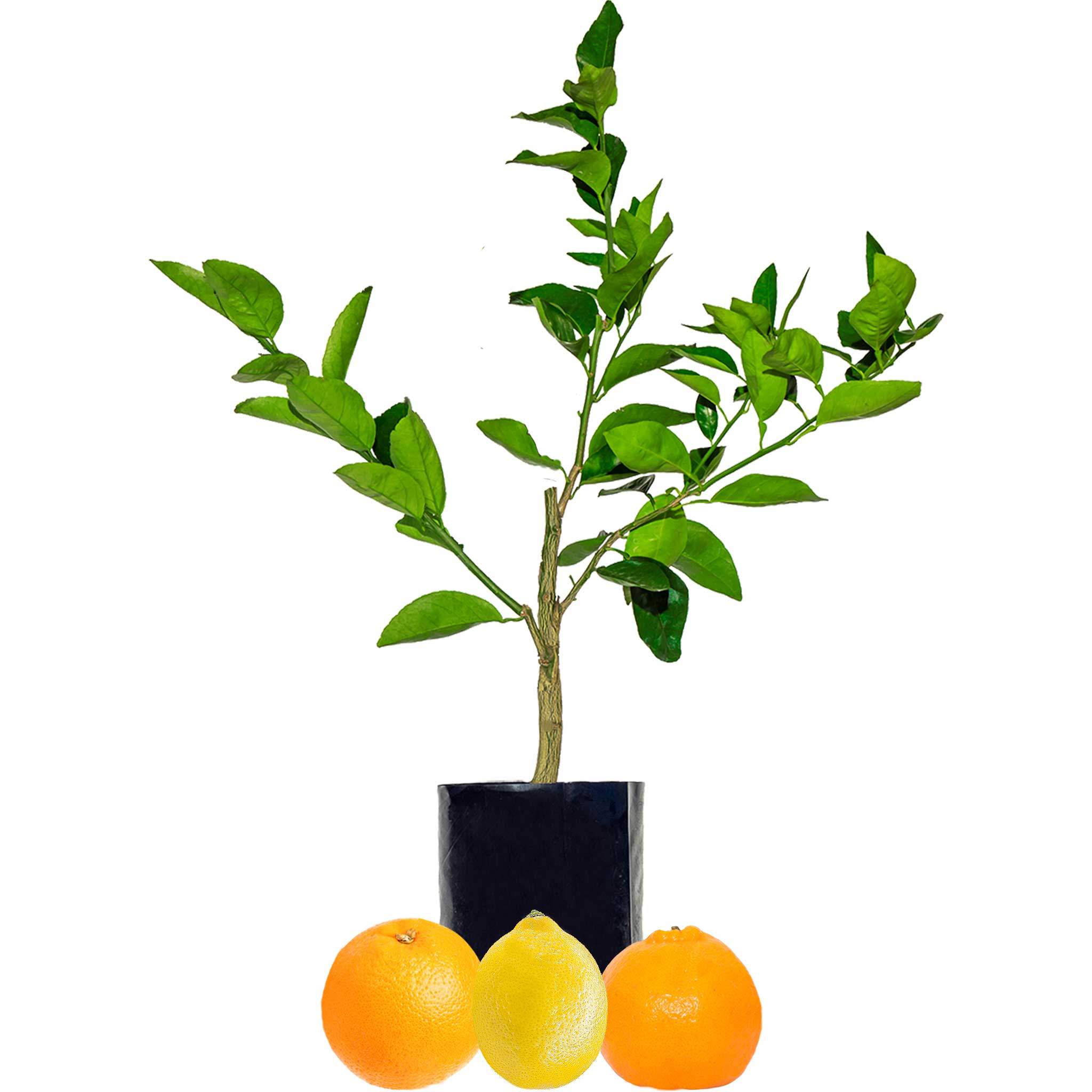 Orange + Lemonade + Mandarin