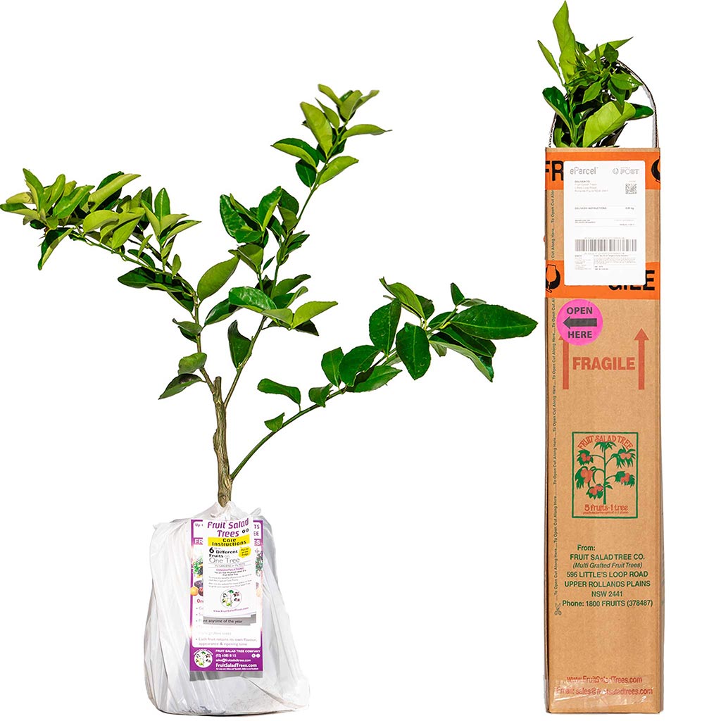 Lime + Lemonade + Lemon