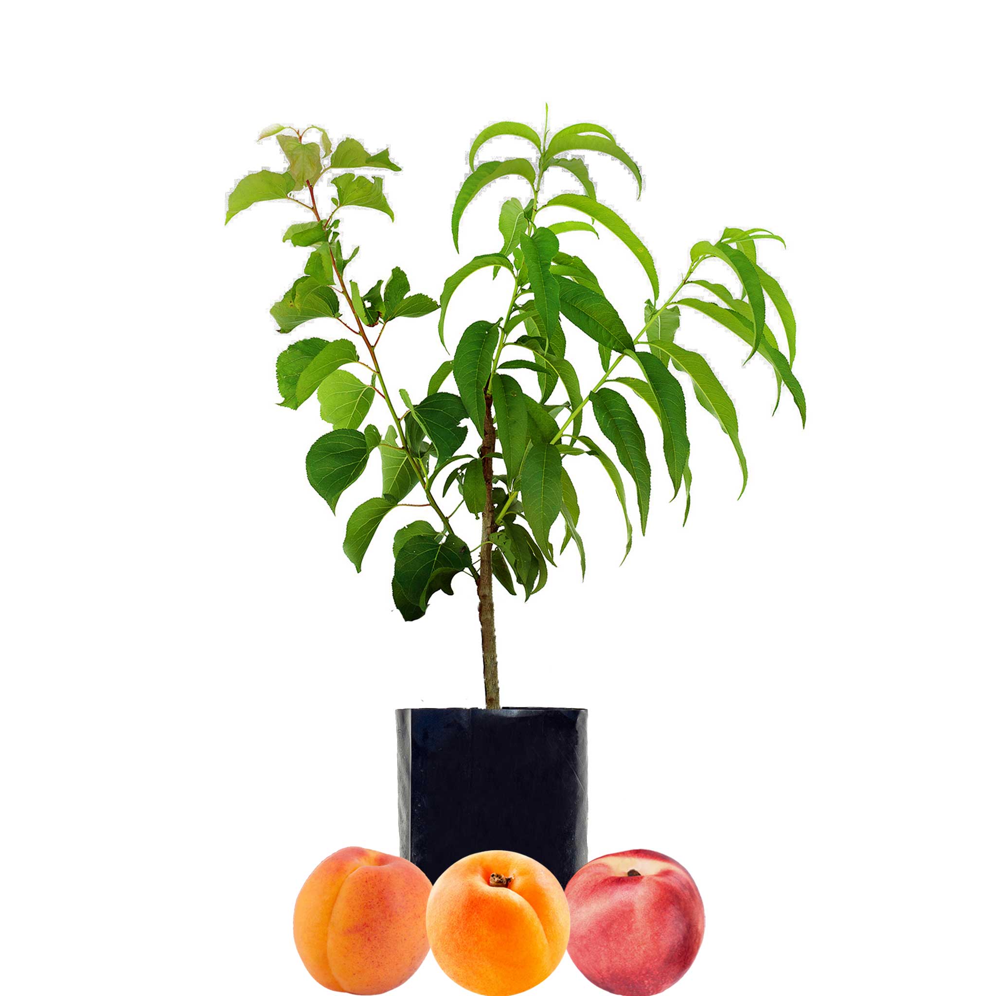 Peach + Nectarine + Nectarine