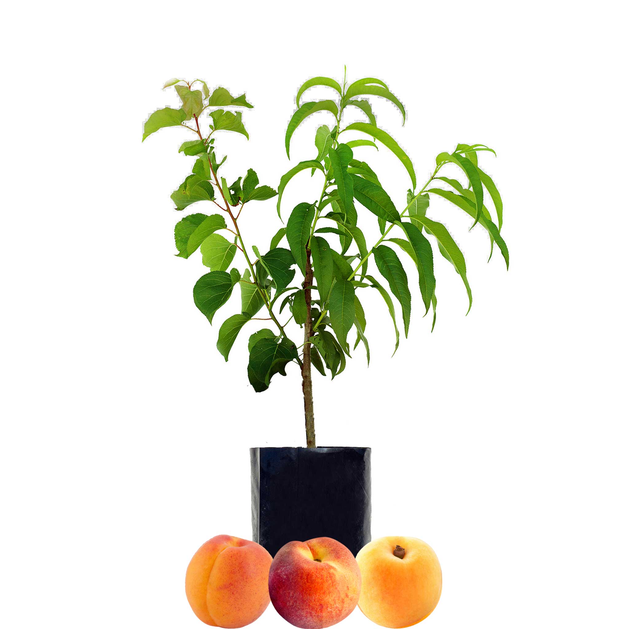 Nectarine + Plum + Peachcot